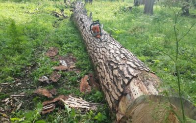 Спил и вырубка деревьев, корчевание пней - Мценск, цены, предложения специалистов
