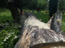 Спил и вырубка деревьев, корчевание пней стоимость услуг и где заказать - Мценск